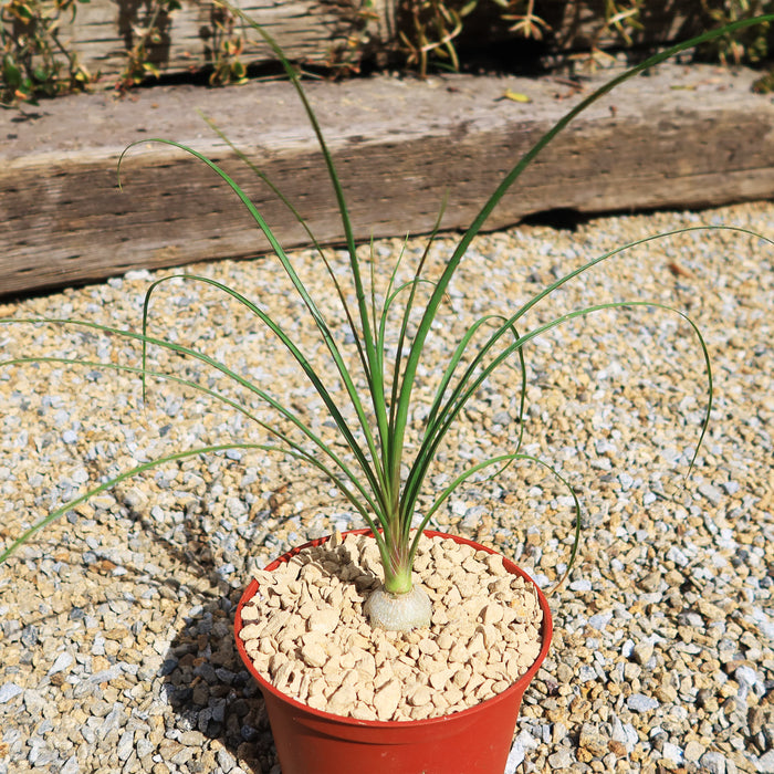 Angled view of Ponytail palm Beaucarnea recurvata showcasing its bulbous trunk and cascading green leaves in a reddish pot on gravel