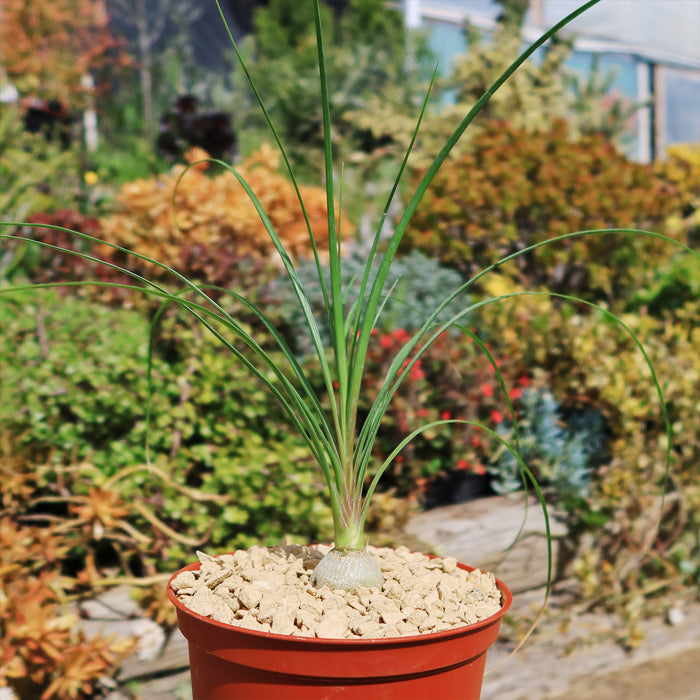 A potted Ponytail palm (Beaucarnea recurvata) with arching green leaves and a thick base sits outdoors among garden plants.