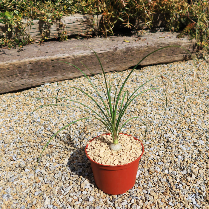 A small potted Ponytail palm (Beaucarnea recurvata) with a bulbous base and long, arching leaves sits outdoors on gravel.