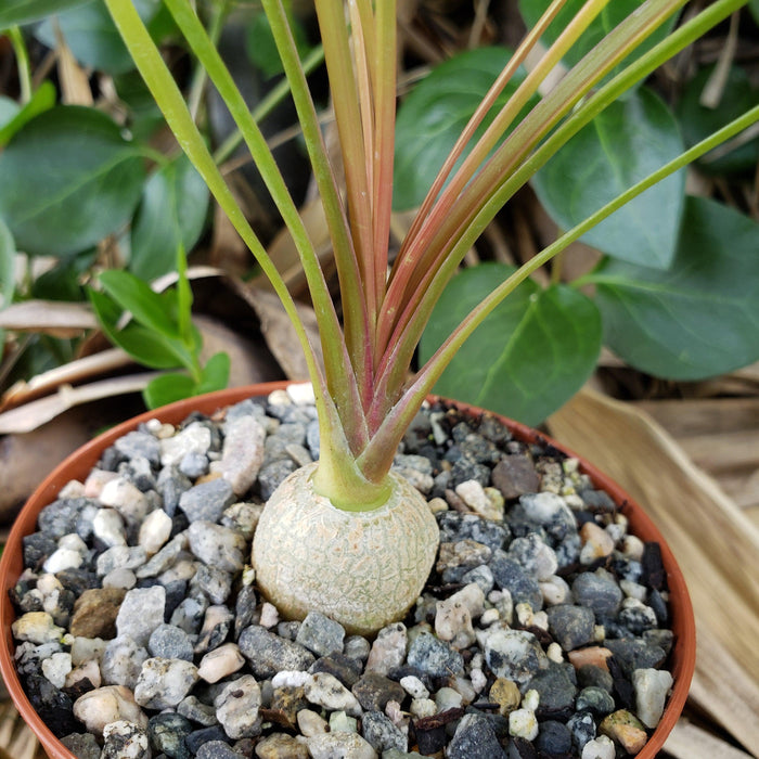 Top view of Ponytail palm Beaucarnea recurvata showcasing its bulbous trunk and strap-like leaves in a gravel-covered pot