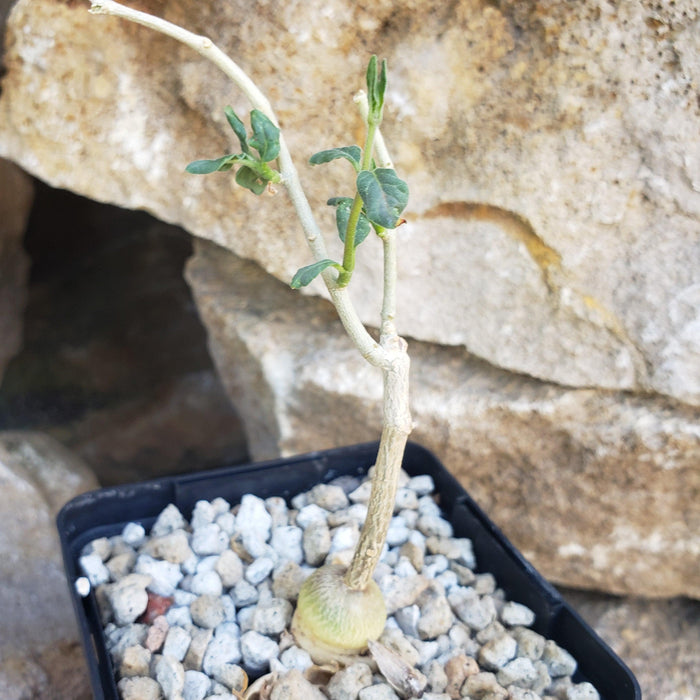 A young Raphionacme monteiroi with a rounded base and slender green stems in a black gravel pot, displayed in front of large rocks.