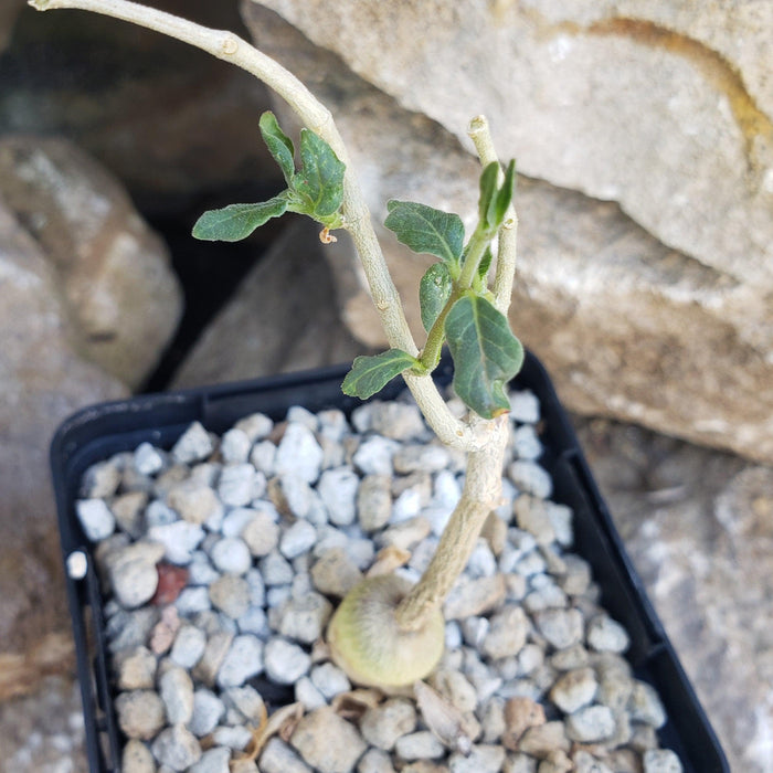 Raphionacme monteiroi, a small caudiciform plant with a bulbous base and green leaves, potted in rocky soil among stones.