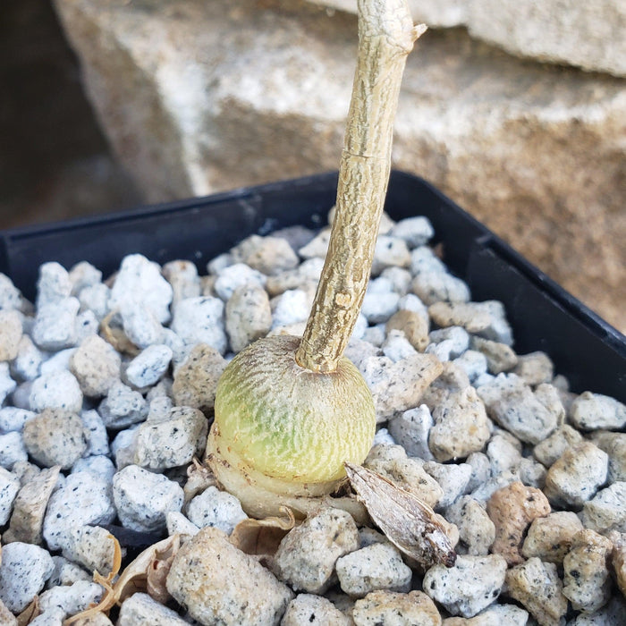 A small, round green Raphionacme monteiroi caudex with a thick stem in gravel, with stone surfaces visible in the background.