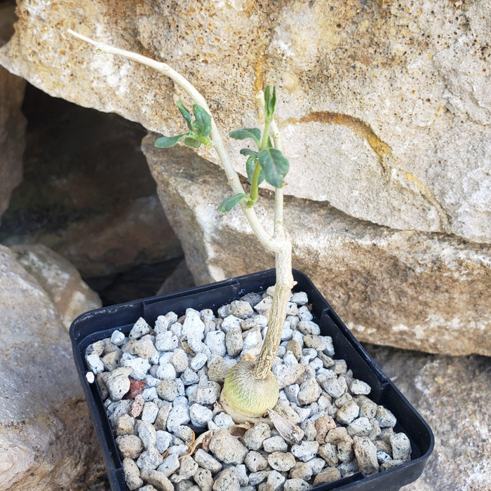 A small Raphionacme monteiroi plant in a pot, showing a bulbous base, slender stems, sparse green leaves, and rocky soil backdrop.