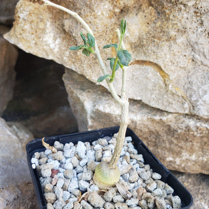 A small potted Raphionacme monteiroi with a swollen base and sparse green leaves sits by large rocks in chunky caudex soil.