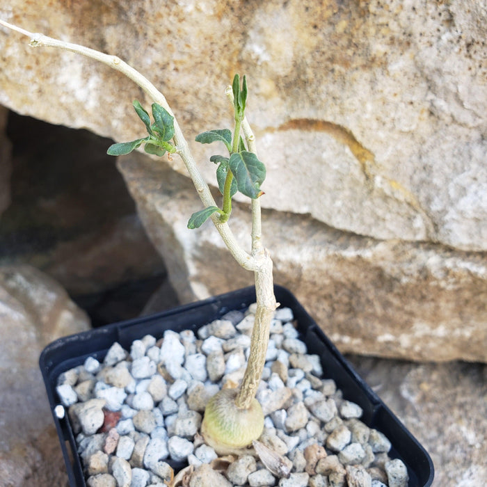 A small Raphionacme monteiroi vine with a thick caudex and green leaves grows in a gravel pot, set before large, textured rocks.