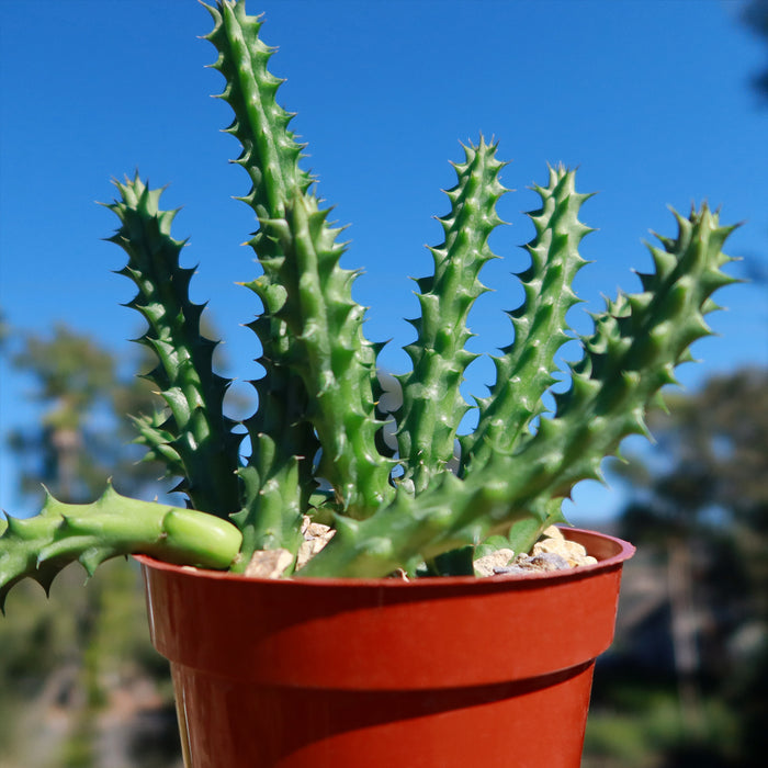 Front view of Red Dragon Flower Huernia schneideriana showcasing upright branching succulent stems with a blue sky background