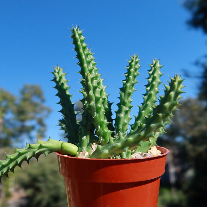 A Red Dragon Flower (Huernia schneideriana) succulent in a small brown pot outdoors, set against a blue sky and blurred trees.