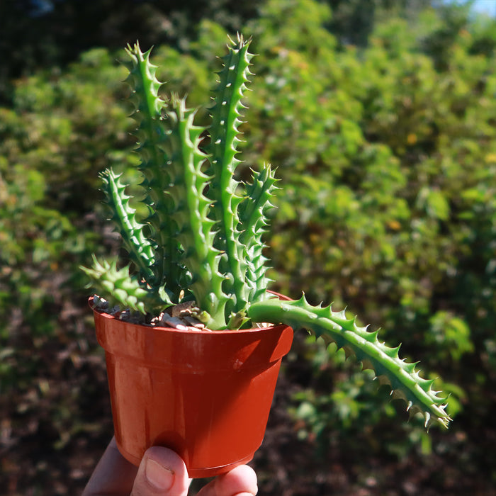 A hand holds a small orange pot featuring a green, spiky Red Dragon Flower (Huernia schneideriana) succulent outdoors with foliage behind.
