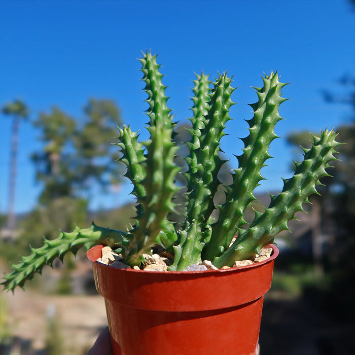 Close-up of a Red Dragon Flower (Huernia schneideriana) succulent in a small red pot, held up against a clear blue sky and blurred trees.