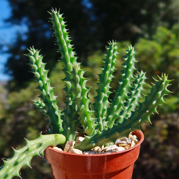 The Red Dragon Flower (Huernia schneideriana), a green spiky succulent in a small brown pot with pebbles, set against blurred greenery and sky.