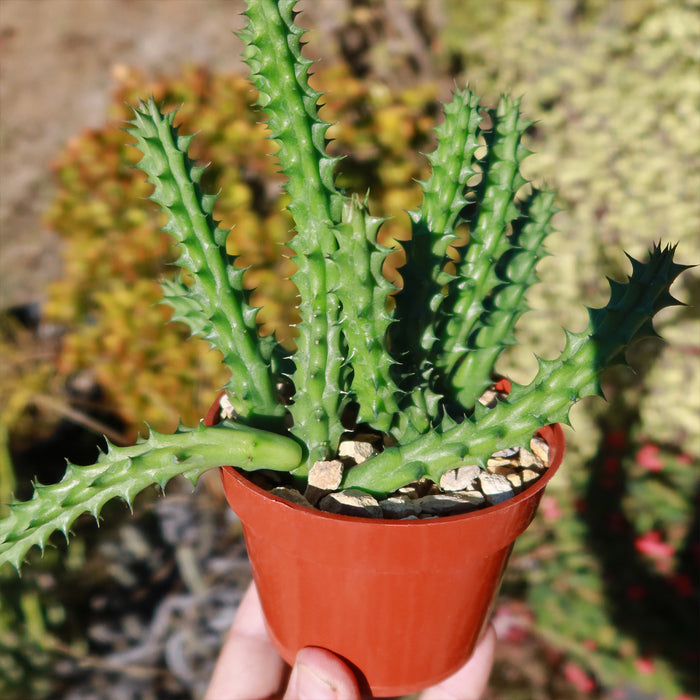 A hand holds a small orange plastic pot with a spiky green Red Dragon Flower (Huernia schneideriana); blurred plants in sunlight behind.