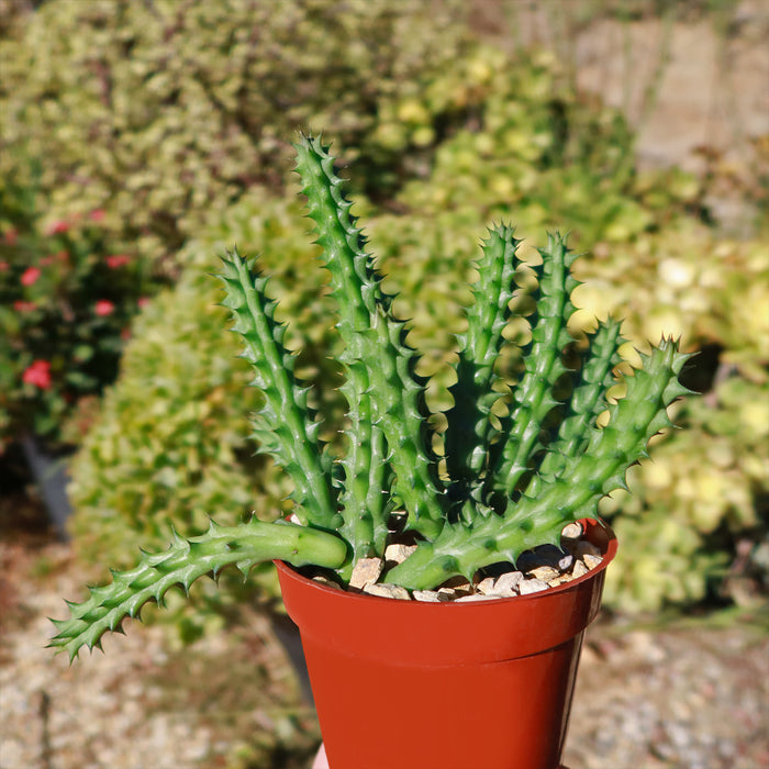 Red Dragon Flower (Huernia schneideriana), a spiky green succulent in a small reddish-brown pot with pebbles, set against blurred greenery.