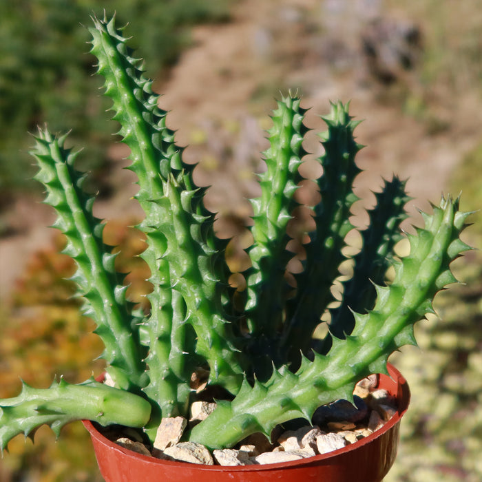 Close-up of Red Dragon Flower (Huernia schneideriana) showing its vivid red bloom among green spiky stems in a potted succulent.