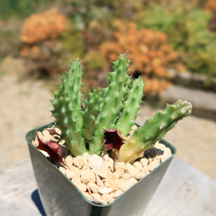 4" Pot