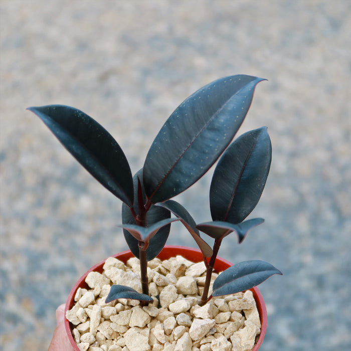 Close-up of Rubber Fig ‘Ficus Burgundy’ showcasing dark green leaves with deep reddish variegation in a white gravel-filled pot