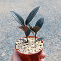 A hand holds a small red pot filled with pebbles and a young Ficus Burgundy, showing glossy dark green leaves. Blurred gravel background.