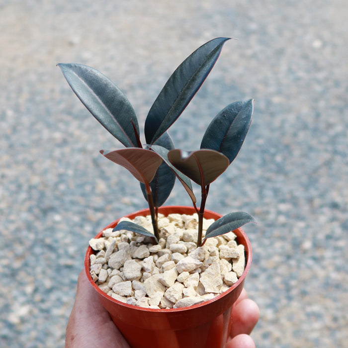A hand holds a small red pot filled with pebbles and a young Ficus Burgundy, showing glossy dark green leaves. Blurred gravel background.