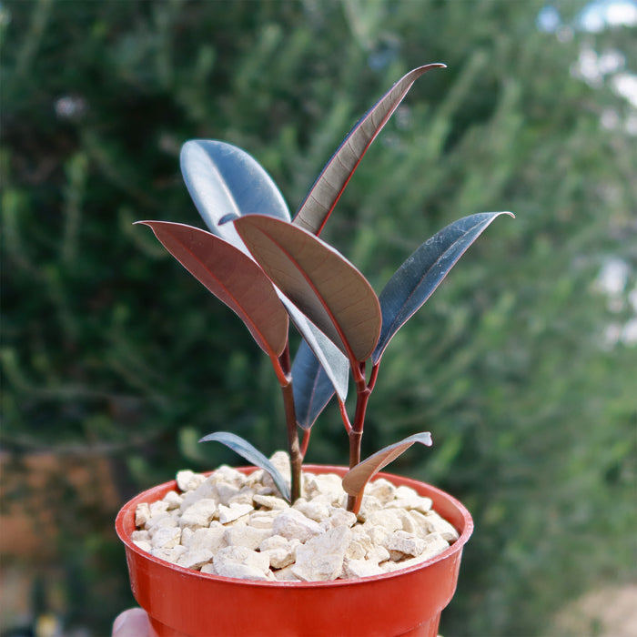 Front view of Ficus Burgundy Rubber Fig showcasing glossy dark green leaves and red stems in a gravel-filled pot