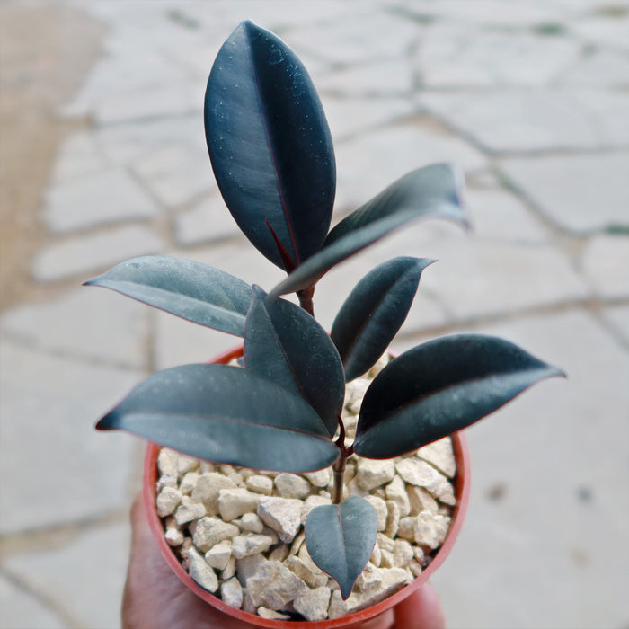 Close view of Ficus Burgundy Rubber Fig showcasing dark glossy leaves and red stems with a gravel background