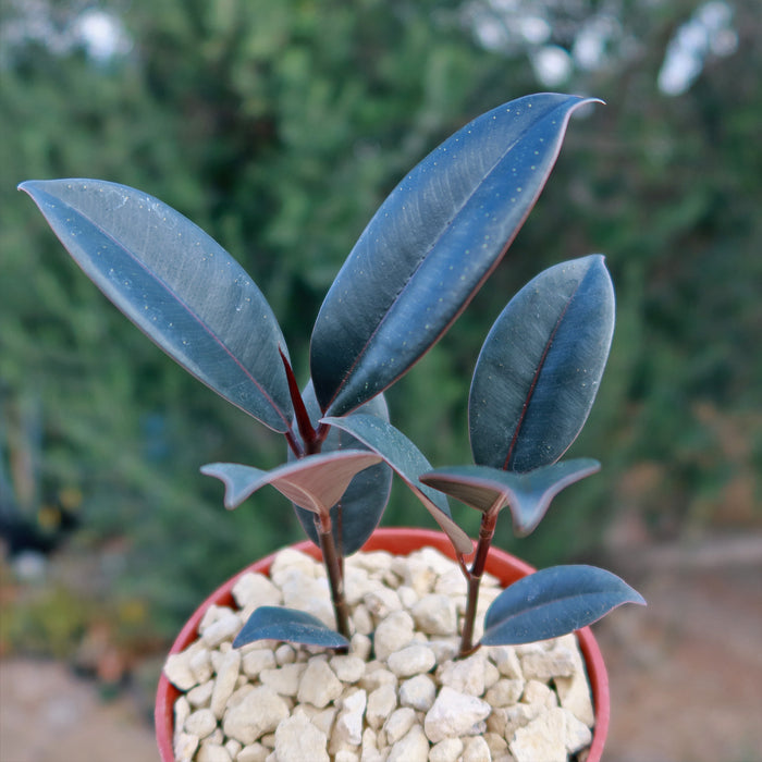 Front view of Rubber Fig Ficus Burgundy showcasing dark green leaves and red stems in a gravel-filled pot with blurred greenery