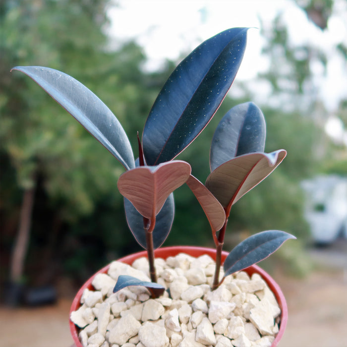 A small potted Ficus Burgundy Rubber Fig with dark green and reddish leaves in rocky soil, against a blurred green foliage background.