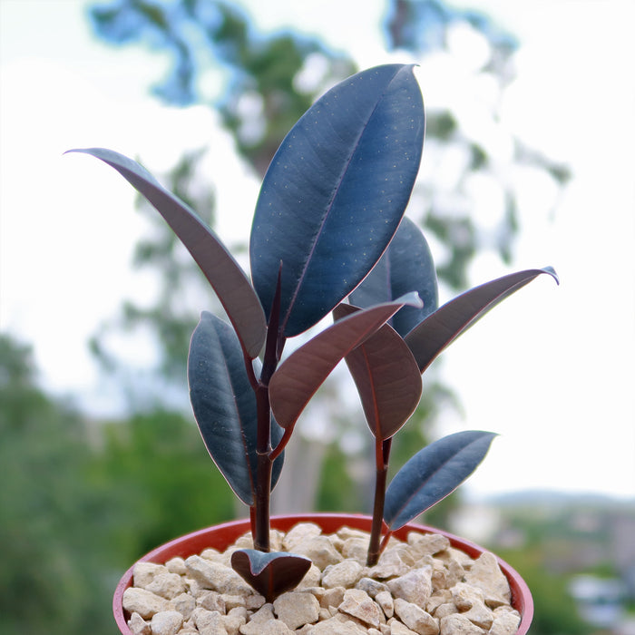Close-up of a Ficus Burgundy Rubber Fig showcasing dark green leaves and red stems in a gravel-filled pot