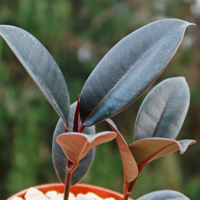 Close-up of a Ficus Burgundy Rubber Fig, an indoor plant with dark green leaves edged in red, in a pot with light stones.