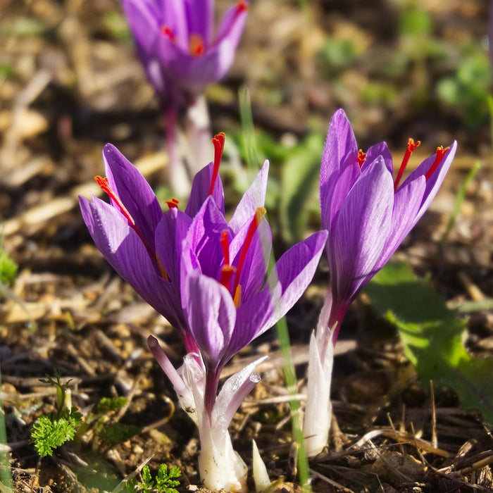 Saffron Crocus Plant ‘Crocus Sativus’ with purple flowers and orange-red stigmas for saffron, blooming among green leaves in sunlight.