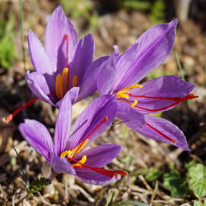 Close-up of blooming Saffron Crocus (Crocus Sativus) flowers with vivid red stigmas and yellow stamens in sunlight and soil.