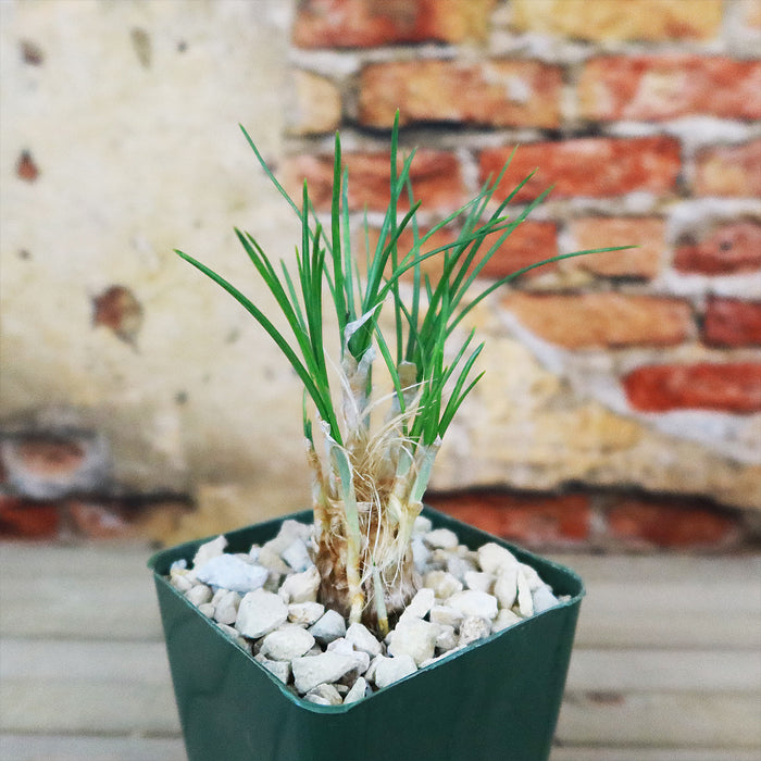 Saffron Crocus (Crocus sativus) with slender green leaves sprouting from a bulb in rocky soil, set by red bricks and a weathered wall.