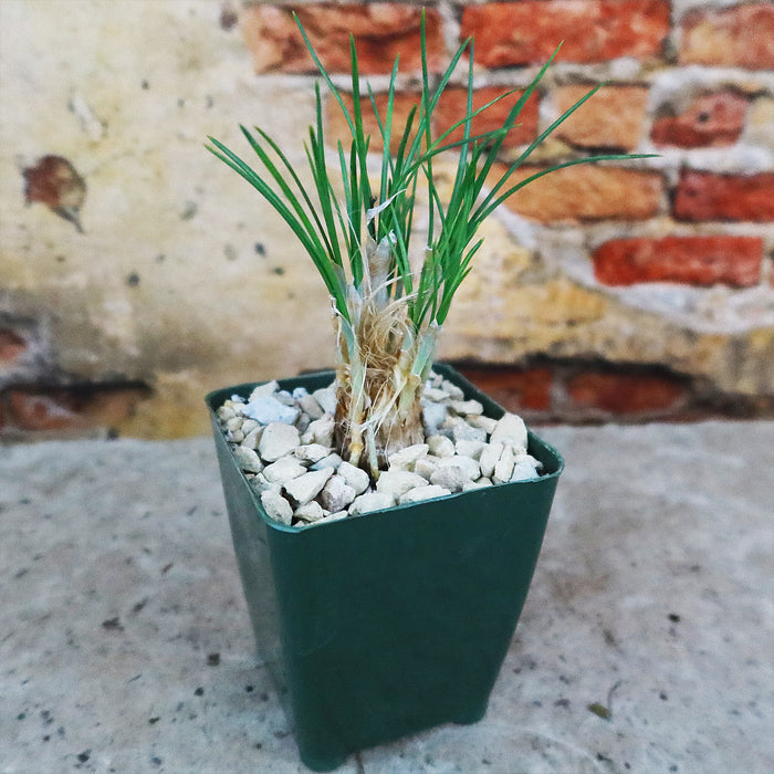 Saffron Crocus ‘Crocus Sativus’ with upright green leaves in a green square pot of white pebbles, placed before a rustic brick wall.