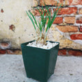 A small Saffron Crocus (Crocus Sativus) with thin green leaves grows in a pot on stone, set against a rustic brick wall.