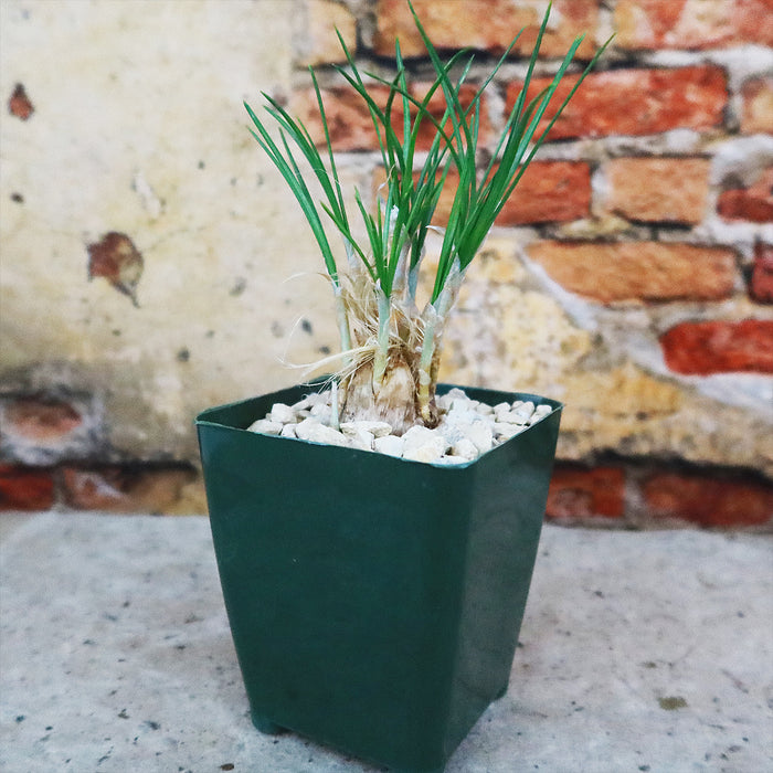A small Saffron Crocus (Crocus Sativus) with thin green leaves grows in a pot on stone, set against a rustic brick wall.