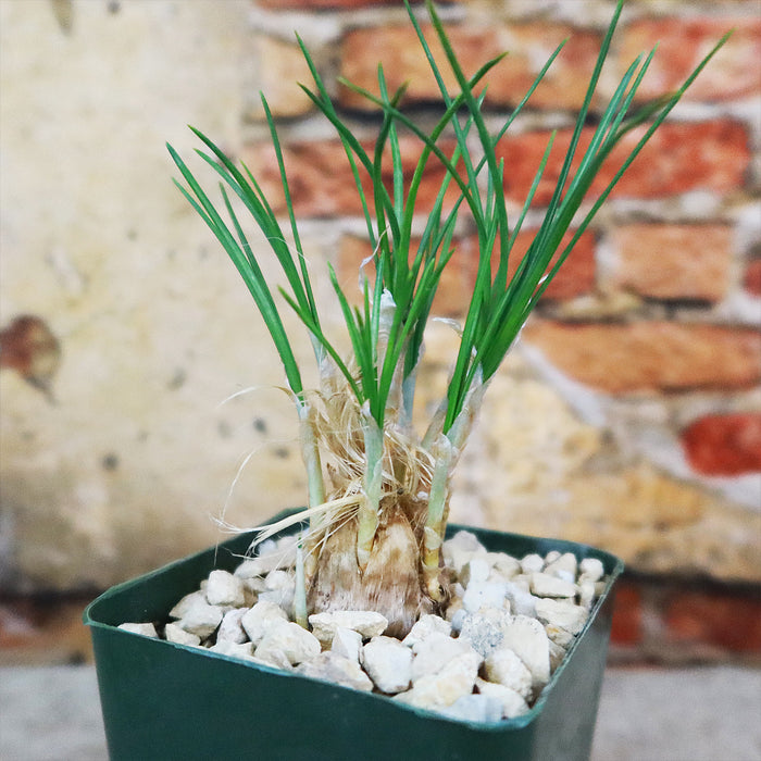 A small Saffron Crocus plant with slender green leaves grows in a pot of white gravel, placed before a rustic brick wall.