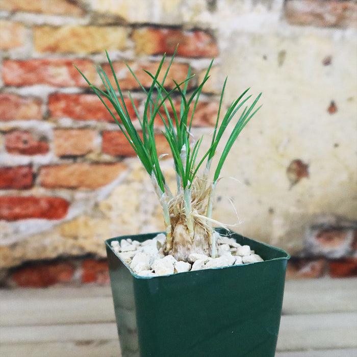 Saffron Crocus ‘Crocus Sativus’ with slender green leaves in a green pot with white pebbles, displayed before a rustic brick wall.