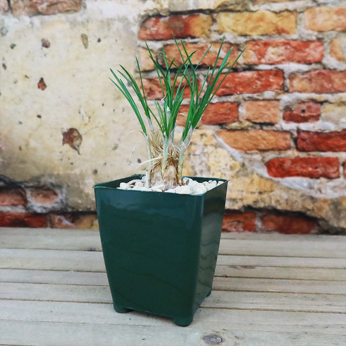 Saffron Crocus Plant (Crocus Sativus) with slender green leaves in a green plastic pot, displayed on wood by a weathered brick wall.