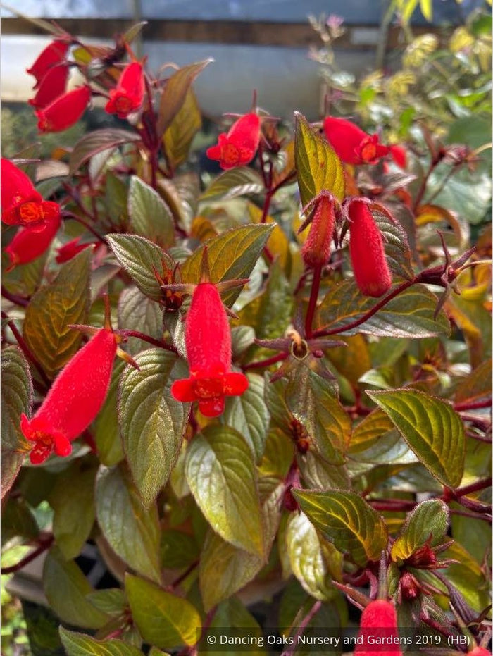 Perennials ~ Seemannia (syn. Gloxinia) 'Little Red', Hardy Gloxinia ~ Dancing Oaks Nursery and Gardens ~ Retail Nursery ~ Mail Order Nursery