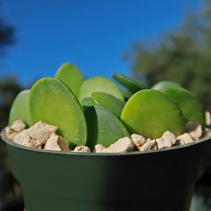 Close-up of Silver Dollar Vine showcasing thick oval green leaves in a dark pot with white rocks and blurred greenery