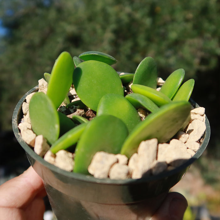A small potted Silver Dollar Vine (Xerosicyos danguyi) with thick oval green leaves in rocky soil, outdoors with green background.