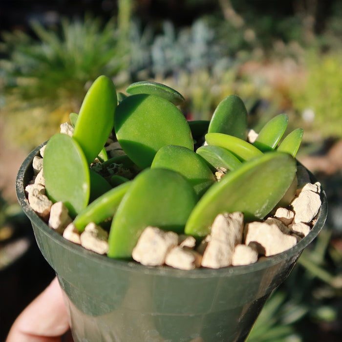 Close-up of Silver Dollar Vine, Xerosicyos danguyi, showcasing thick oval green leaves in a rocky pot