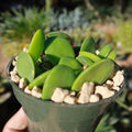 Close-up of Silver Dollar Vine, Xerosicyos danguyi, showcasing thick oval green leaves in a rocky pot
