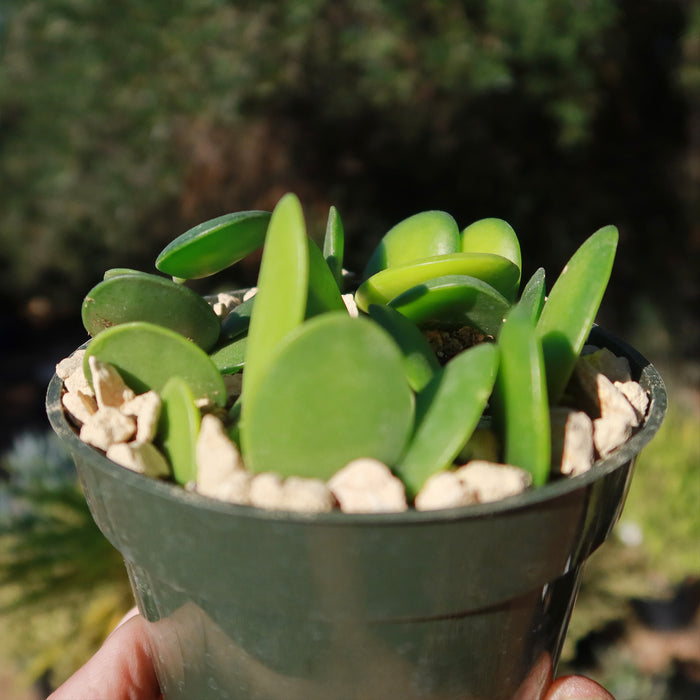 Close-up of Silver Dollar Vine in a green pot, showcasing thick oval leaves and rocky soil held against a leafy background