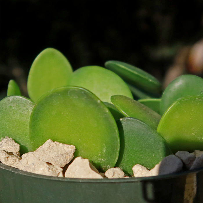 Close-up of a Silver Dollar Vine (Xerosicyos danguyi) in a pot, featuring thick round green leaves and pale rocks, blurred dark background.