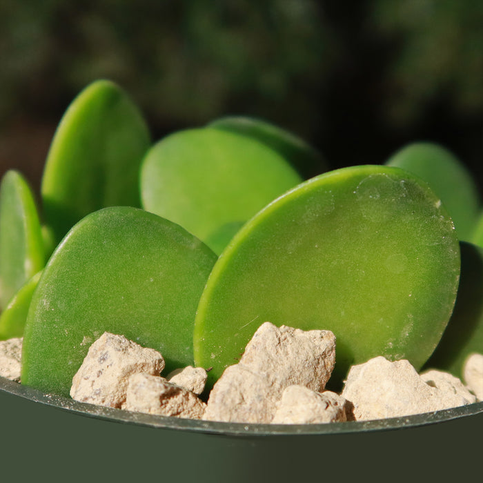 Close-up of Silver Dollar Vine with thick, round green leaves and rocky soil against a blurred green background
