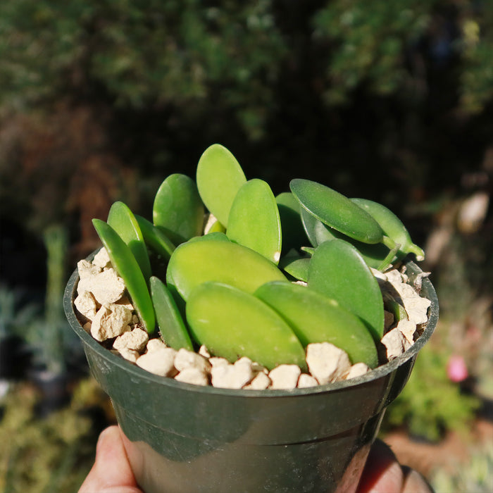 A hand holds a Silver Dollar Vine (Xerosicyos danguyi) in a small pot with round green leaves and pebbles, outdoors.