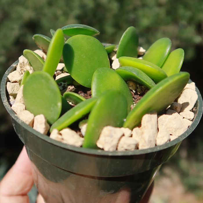 Close-up of Silver Dollar Vine in a black pot, showcasing thick round leaves, white rock soil, and outdoor greenery