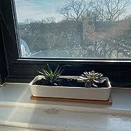 Rectangular white ceramic succulent planter with bamboo saucer holds two succulents on a windowsill, sunlight highlighting the scene.