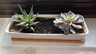 A white ceramic rectangular succulent planter with bamboo saucer, holding two succulents in dark soil on a sunlit windowsill.