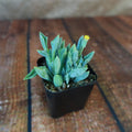 Angled view of Spear Head Senecio kleiniiformis succulent plant showcasing spear shaped leaves in a black pot on wood
